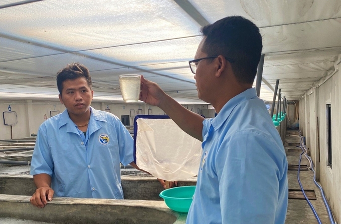 Bình Thuận là thủ phủ sản xuất tôm giống nước lợ. Ảnh: KS.