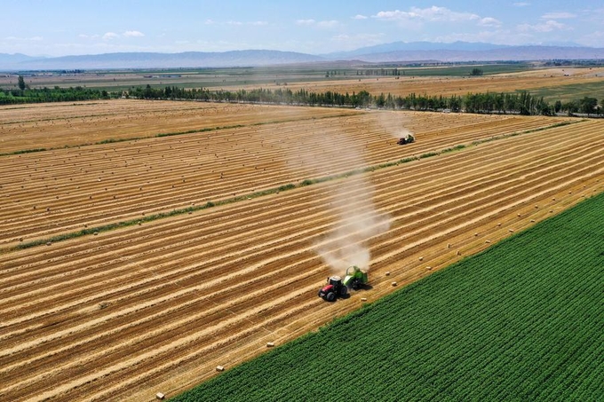 Nông dân đang thu hoạch lúa mì ở huyện Hô Đồ Bích, khu tự trị Tân Cương, Tây Bắc Trung Quốc, hồi tháng 7/2023. Ảnh: Xinhua.