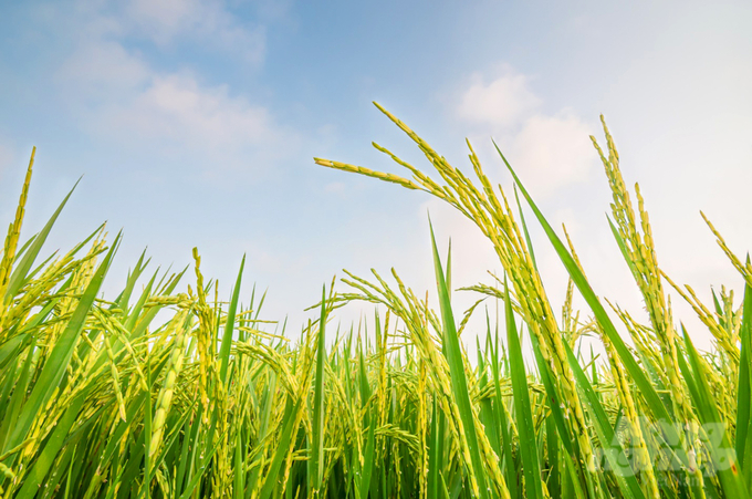 Dự án TRVC sẽ hỗ trợ An Giang khoảng 22 tỷ đồng để phát triển chuỗi giá trị lúa gạo. Ảnh: Lê Hoàng Vũ.