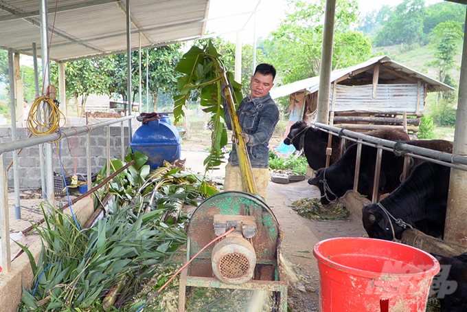 Nguồn thức ăn phong phú tại các huyện miền Tây Quảng Trị sẽ giúp đàn bò 3B ngày càng phát triển. Ảnh: Võ Dũng.