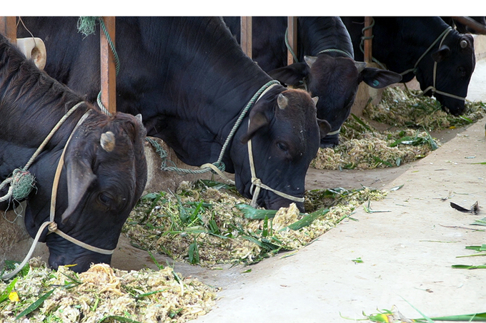 Là đối tượng nuôi mới nhưng bò 3B thích ứng tốt tại huyện Hướng Hóa. Ảnh: Võ Dũng.