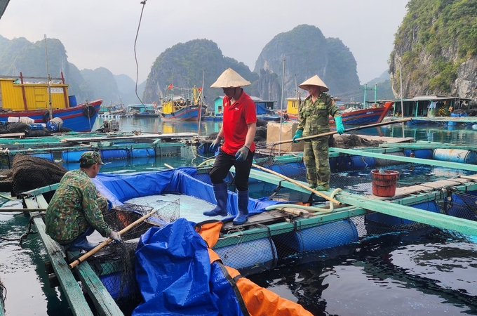 Người dân lo lắng tìm mọi cách chữa trị cho đàn cá song. Ảnh: Đinh Mười.