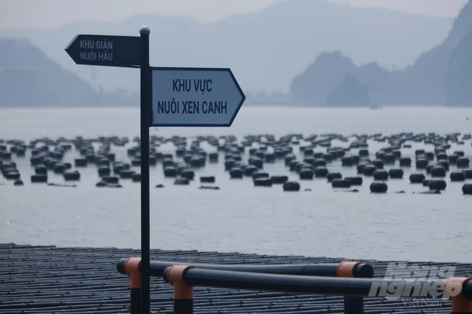 Quang Ninh is striving to establish a legal environment and sustainable aquaculture areas to attract investment in marine aquaculture. Photo: Tung Dinh.