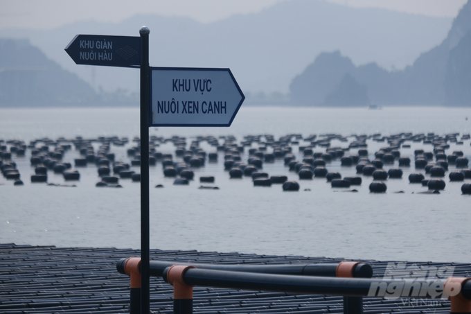 Quảng Ninh đang nỗ lực tạo dựng môi trường pháp lý, vùng nuôi bền vững để thu hút đầu tư nuôi biển. Ảnh: Tùng Đinh.