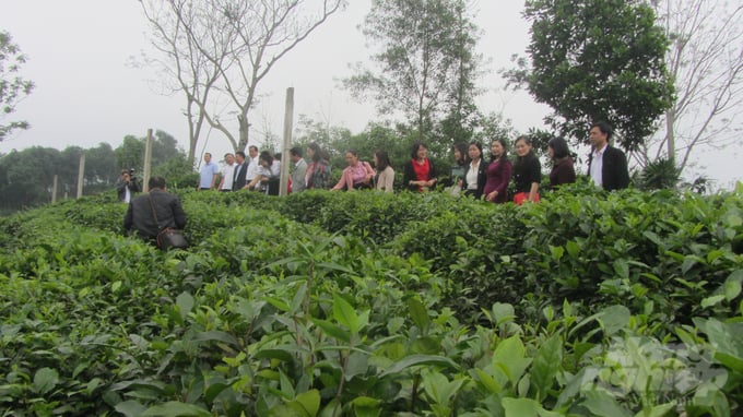 Delegates visited the organic tea production model at Khe Coc Cooperative (Tuc Tranh, Phu Luong, Thai Nguyen). Photo: Hai Tien.