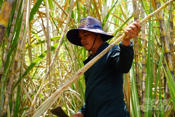Anh Nguyễn Văn Bảnh (xã Đại Ân 1, huyện Cù Lao Dung) là một trong những nông dân từng một thời lao đao với cây mía và nay vẫn quyết định quay trở lại bám trụ với cây trồng này. Ảnh: Kim Anh.