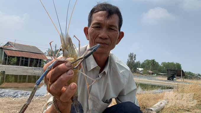 Nhiều diện tích tôm nuôi tại Trà Vinh bị nhiễm bệnh do thời tiết nắng nóng gay gắt. Ảnh: Hồ Thảo.