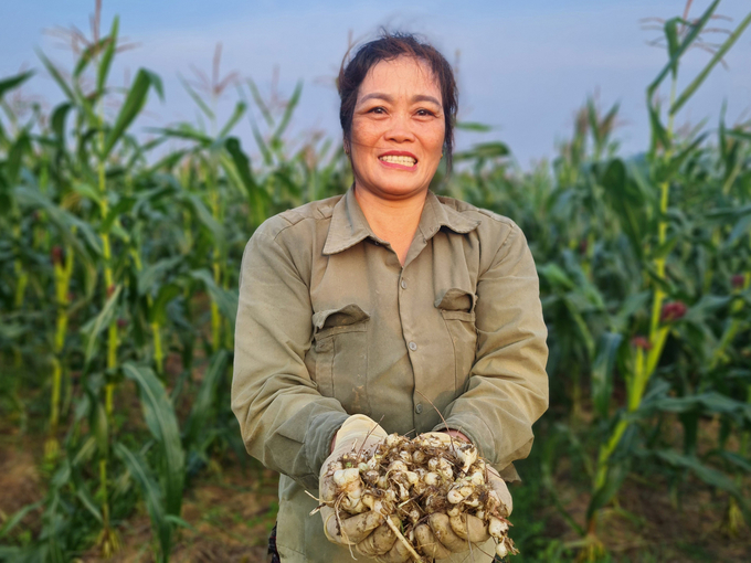 Trồng hành tăm cho thu nhập cao, đồng thời là giải pháp cho bài toán ứng phó với hạn hán. Ảnh: Việt Khánh.