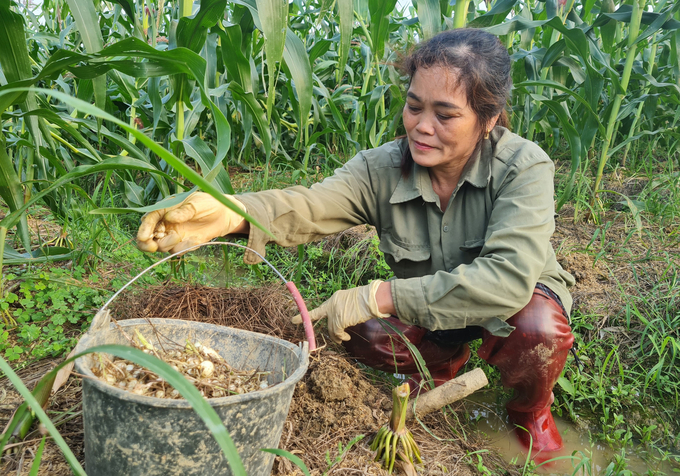 Thu nhập ổn định từ nghề trồng hành tăm giúp gia đình chị Nguyễn Thị Thịnh có điều kiện chăm lo cho con cái. Ảnh: Việt Khánh.
