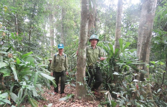 Những chuyến tuần tra, kiểm soát rừng tự nhiên đã được Trạm bảo vệ rừng Thượng Hóa thực hiện thường xuyên. Ảnh: Tâm Đức.