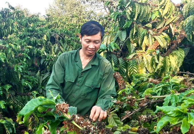 Vườn cà phê của anh Trường luôn kiên định theo hướng hữu cơ. Ảnh: Đăng Lâm.