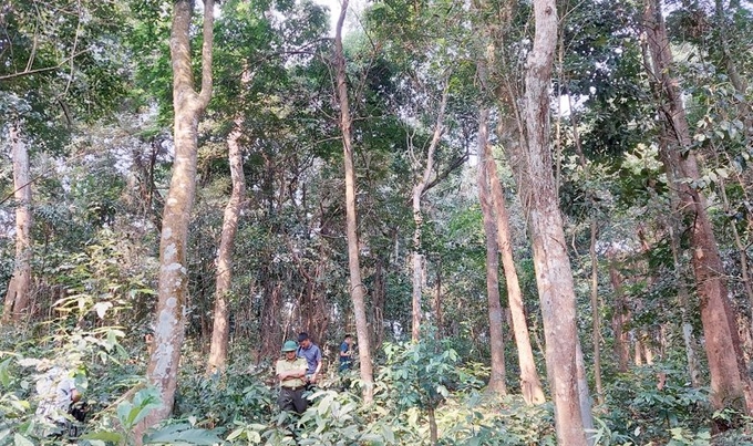 Rừng Lòi Chùa được bảo vệ và phát triển tốt giữa làng Đông Thành. Ảnh: Tâm Phùng.