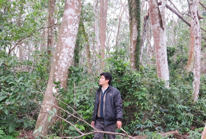 Góc rừng Lòi Chùa nơi có nhiều cây gỗ quý. Ảnh: Tâm Phùng.