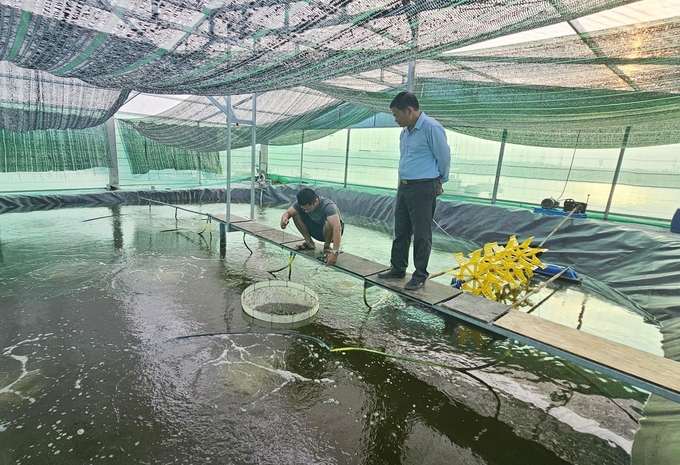 Hiện nay, người dân xã Bắc Trạch đã áp dụng công nghệ số, nuôi tôm 2 giai đoạn cho hiệu quả cao, ít rủi ro. Ảnh: T. Đức.