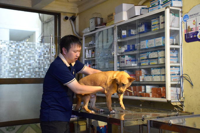 Trong 5 năm gần đây, nhiều thú cưng tìm đến các phòng khám thú cưng để điều trị bệnh và làm đẹp. Ảnh: V.Đ.T.