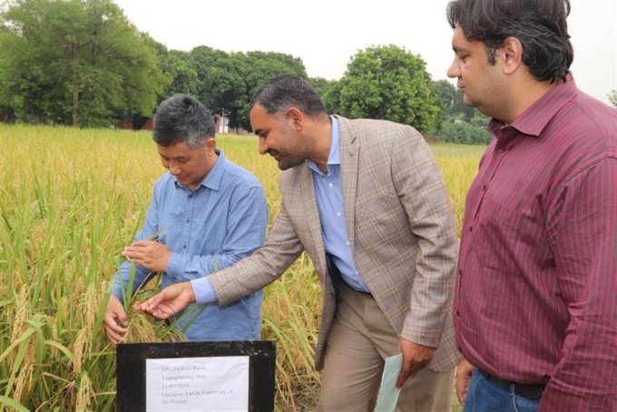 Giáo sư Chu Nhân Sơn từ Đại học Vũ Hán và Muhammad Ashfaq, trợ lý giáo sư tại Đại học Punjab, kiểm tra kết quả thử nghiệm lúa lai Hồng Liên hồi năm 2019. Ảnh: Đại học Vũ Hán.