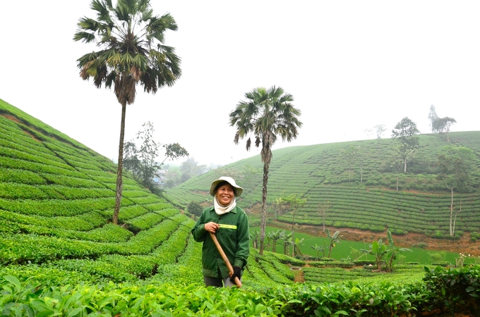 Vẻ đẹp của đồi chè Long Cốc. Ảnh: Dương Đình Tường.