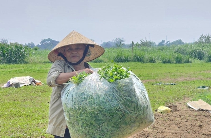 Nhiều hộ dân tại Làng cổ Đông Sơn có thu nhập ổn định nhờ trồng rau má. Ảnh: Quốc Toản.
