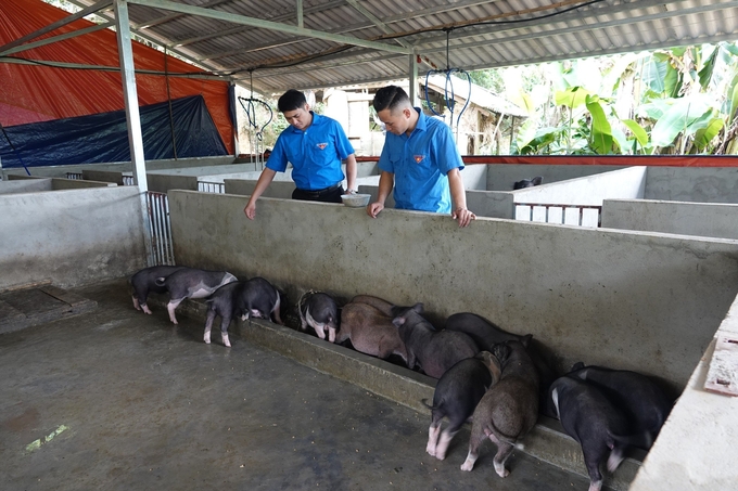 Các địa phương quan tâm hỗ trợ để nhân rộng các mô hình nuôi lợn đen bản địa, từng bước đưa sản phẩm thành sản phẩm đặc trưng. Ảnh: Thanh Tiến.