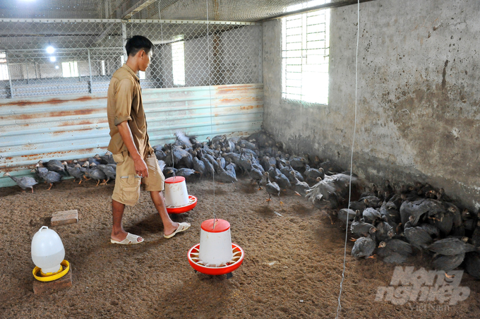 Các mô hình chăn nuôi trang trại, tập trung quy mô càng lớn thì lợi nhuận luôn cao hơn từ 7-8% so với các mô hình chăn nuôi nông hộ theo truyền thống. Ảnh: Lê Hoàng Vũ.