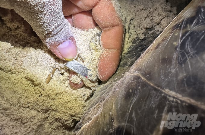 Con rùa mẹ có thẻ đeo đăng ký từ Malaysia đã đến Bãi Cát Lớn thuộc Hòn Bảy Cạnh (Côn Đảo) đẻ trứng.