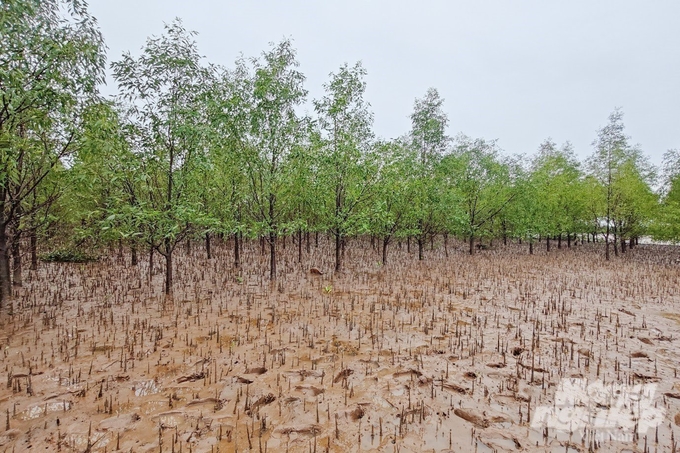 Xuan Thuy National Park with a mangrove forest system covering thousands of hectares. Photo: Tung Dinh.