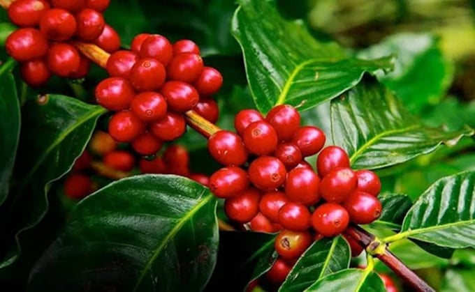 The latest coffee market prices on 04/23/2024
