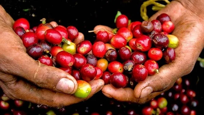 Giá cà phê tại thị trường trong nước hôm nay 23/4 đã đạt 128.000đ/kg.