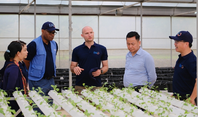 Ở giai đoạn tiếp theo của dự án, Viện Nghiên cứu Rau quả và các chuyên gia FAO sẽ giới thiệu kỹ thuật trồng rau thủy canh tới nông dân. Ảnh: Quỳnh Chi.