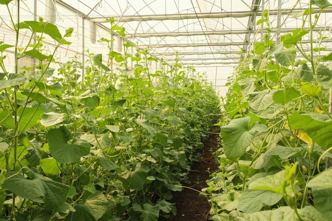 Over 35,000 square meters of greenhouses in Moc Chau benefit from the project 'Smart Agriculture for the Future Generations.' Photo: Quynh Chi.