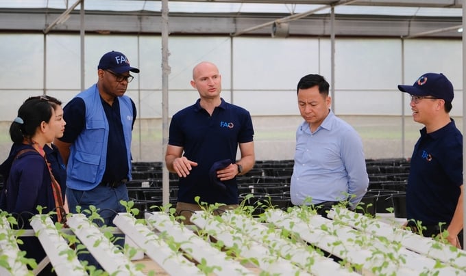 In the project's next phase, the FAVRI and FAO experts will introduce hydroponic vegetable growing techniques to farmers. Photo: Quynh Chi.