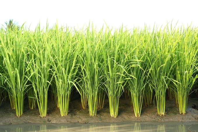 Ruộng lúa khỏe mạnh, sạch rầy sau khi sử dụng Pexena 20WG.