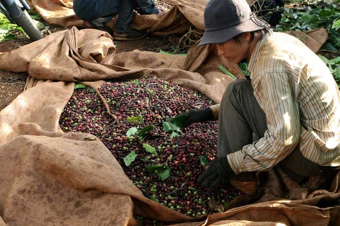Đầu năm 2024, giá cà phê liên tục tăng cao cả trên thị trường trong nước lẫn quốc tế.