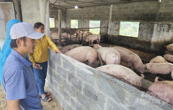 Mô hình nuôi lợn hữu cơ sử dụng đệm lót sinh học cho hiệu quả kinh tế cao tại Quảng Bình. Ảnh: Tâm Phùng.