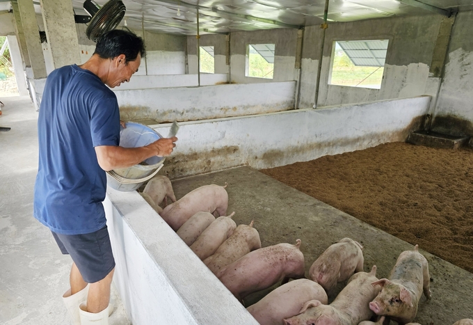 Anh Bùi Văn Truyền nuôi tiếp lứa lợn thứ 2 sử dụng đệm lót sinh học để đảm bảo vệ sinh môi trường và an toàn trong chăn nuôi. Ảnh: T. Phùng.