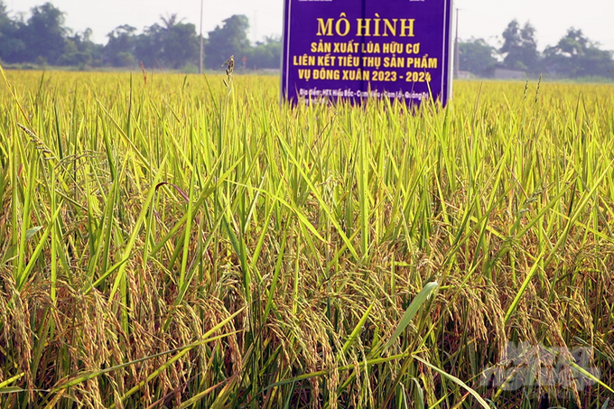 Theo kế hoạch, đến năm 2025, Quảng Trị sẽ có 1.000ha lúa hữu cơ, lúa an toàn, VietGAP. Ảnh: Võ Dũng.