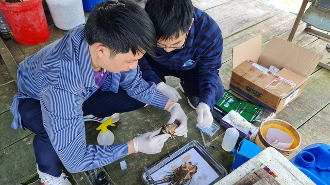 Trung tâm Xét nghiệm và Chẩn đoán bệnh VMC Laboratory cùng các nhà khoa học hàng đầu ngành thủy sản đã giúp bà con Phú Yên xét nghiệm, tầm soát bệnh, xem xét dịch tễ bệnh và xây dựng kháng sinh đồ cho con tôm hùm.