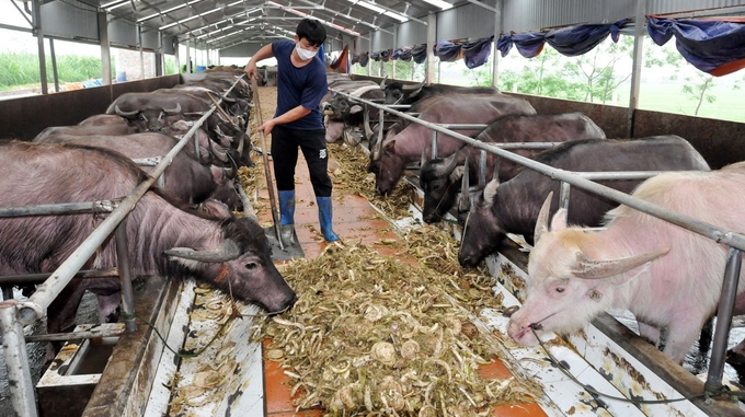 Giá trâu, bò xuống thấp khiến người chăn nuôi gia súc vỗ béo tại Bắc Ninh gặp khó.