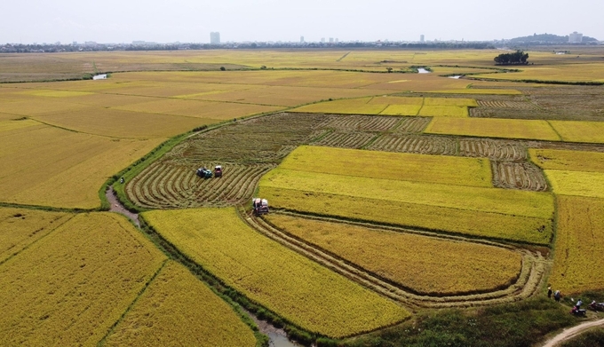 Nông dân Phú Yên đang vào vụ thu hoạch lúa đông xuân. Ảnh: NH.