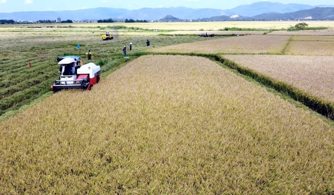 Với cánh đồng lúa bằng phẳng, rộng lớn, có thể xây dựng vùng sản xuất lúa chất lượng cao. Ảnh: KS.
