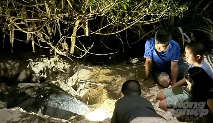 Tourists are excited to witness the sacred moment of the 'turtle guest' from abroad arriving in Con Dao to lay eggs.