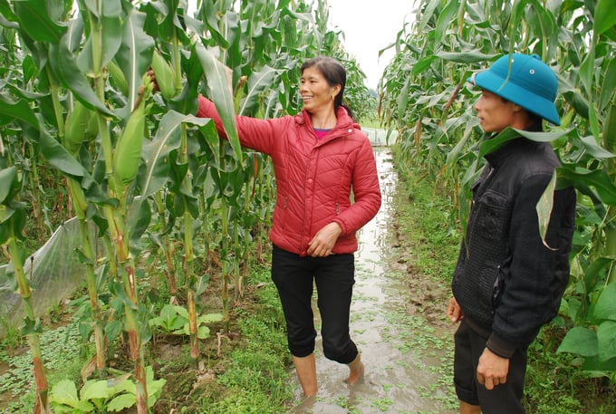 Corn production at a cooperative in suburban Hanoi. Photo: Duong Dinh Tuong.