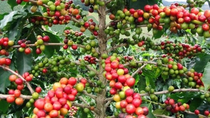 Latest coffee prices in the domestic and global markets on 04/24/2024.