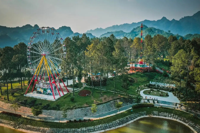 Ban Ang pine forest (Dong Sang commune, Moc Chau district) - an extremely new destination and camping spot for tourists.