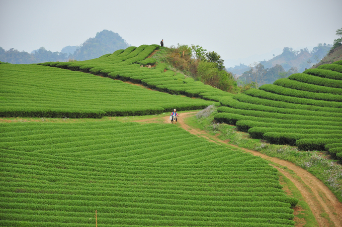 Lush green tea hills at Moc Chau Farm (located about 7km from the district center).
