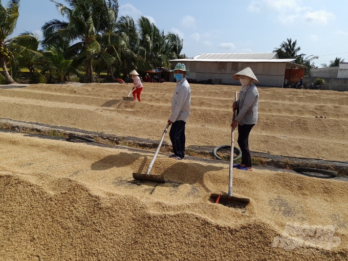 Nông dân tỉnh Trà Vinh thu hoạch lúa đạt năng suất cao nhờ xuống giống theo lịch của ngành nông nghiệp khuyến cáo. Ảnh: Thanh Hùng.