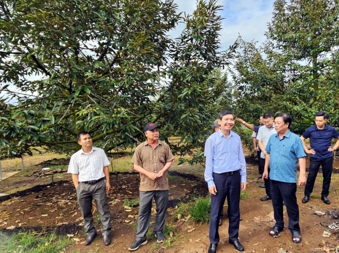 Bộ trưởng Lê Minh Hoan cùng lãnh đạo tỉnh Phú Yên tham quan vùng cây ăn quả ở huyện Sông Hinh. Ảnh: Kim Sơ.