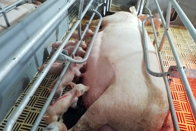 Chăn nuôi lợn sinh sản ở Phú Yên. Ảnh: Kim Sơ.