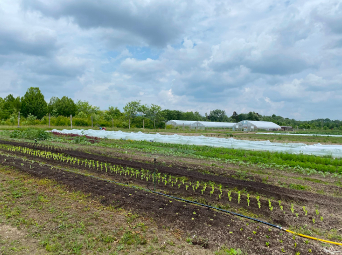 Crops planted in rows at Wildflower Farms, Auberge Resorts Collection in the Hudson Valley of New York.