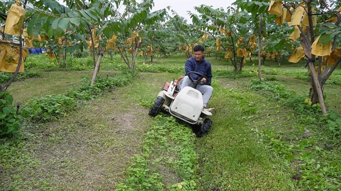 Mr. Cuong does not clean the grass but uses the lawn mower to cut vegetation in the garden. Photo: T. Phung.